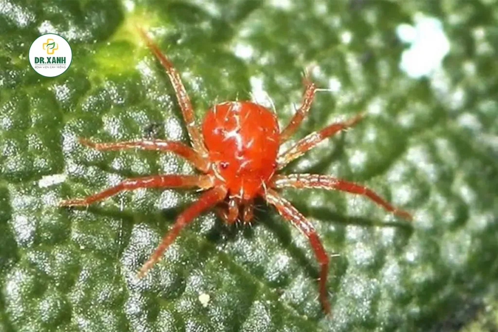 nhện đỏ hại cam_dr.xanh