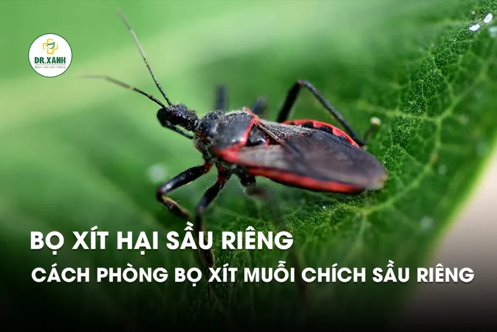 Tìm hiểu bọ xít sầu riêng - Dr.Xanh