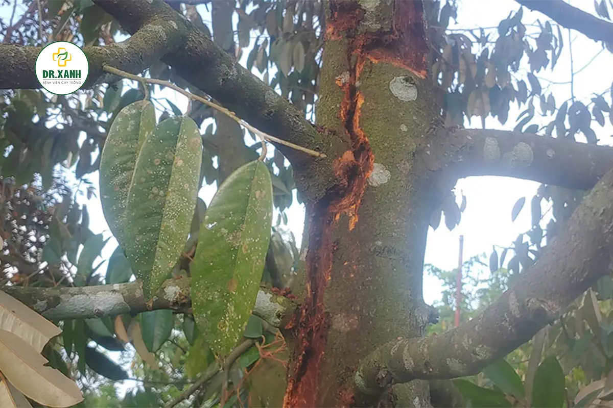 Sâu đục thân gây hại trên cây sầu riêng - Dr.Xanh