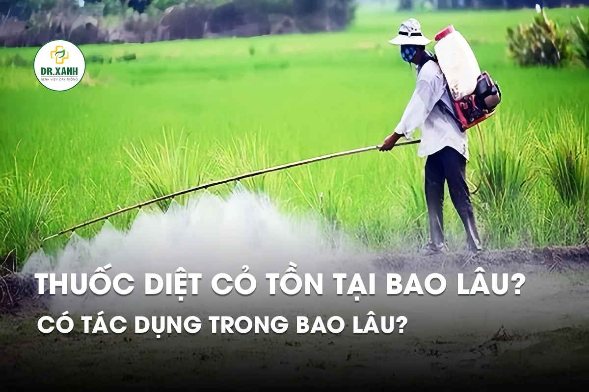 Thuốc diệt cỏ tồn tại bao lâu trong đất - Dr.Xanh